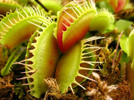 piante carnivore