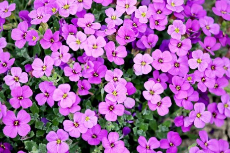 fiori