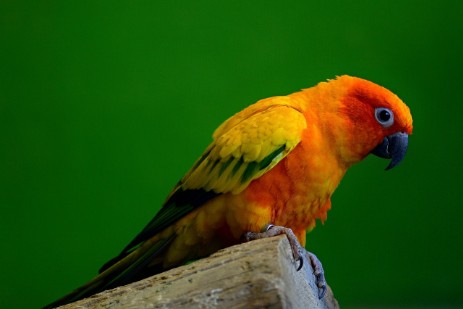 Conuro del sole